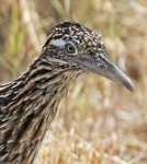 Greater Roadrunner 4687
